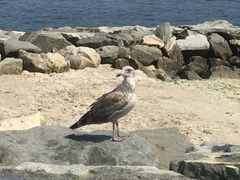 Larus argentatus