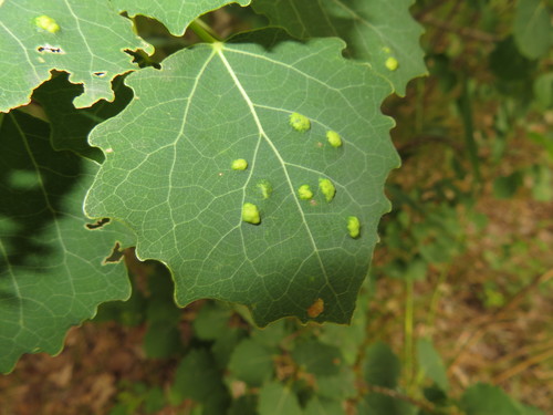 Poplar Leaf Curl