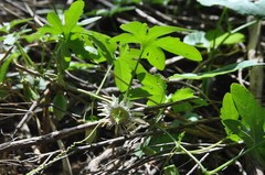 Passiflora bryonioides