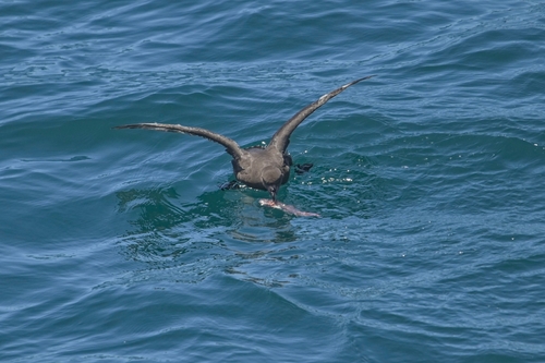 Petrel aligrande (Pterodroma macroptera)