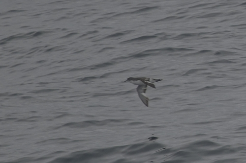 Subantarctic Shearwater (Puffinus elegans), photo 8