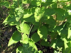 Eupatorium rotundifolium