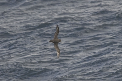 Petrel aligrande (Pterodroma macroptera)