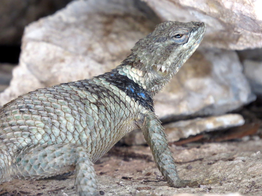 Crevice Spiny Lizard