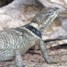 Northern Crevice Spiny Lizard - Photo (c) Fernando Mateos-González, some rights reserved (CC BY-SA)