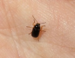 Cryptocephalus ocellatus