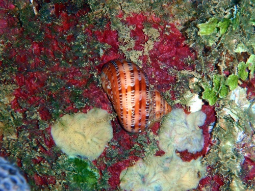 Tapestry Turban Snail