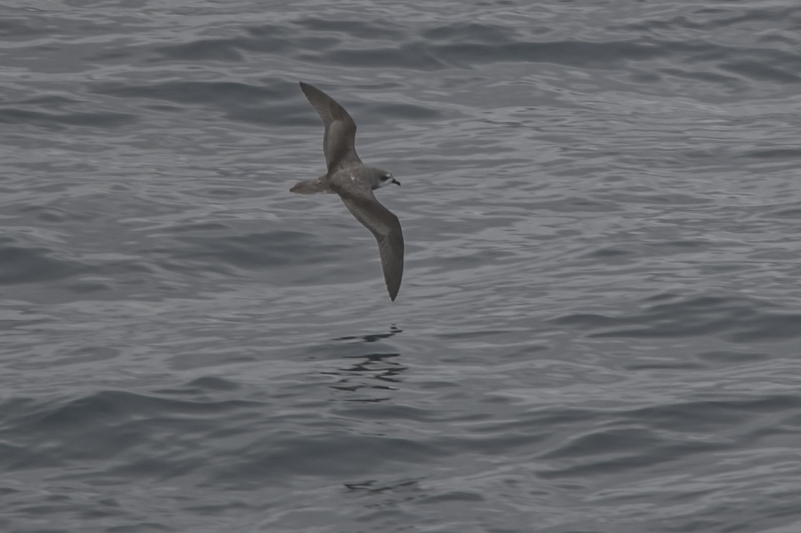 Soft-plumaged Petrel (Pterodroma mollis)