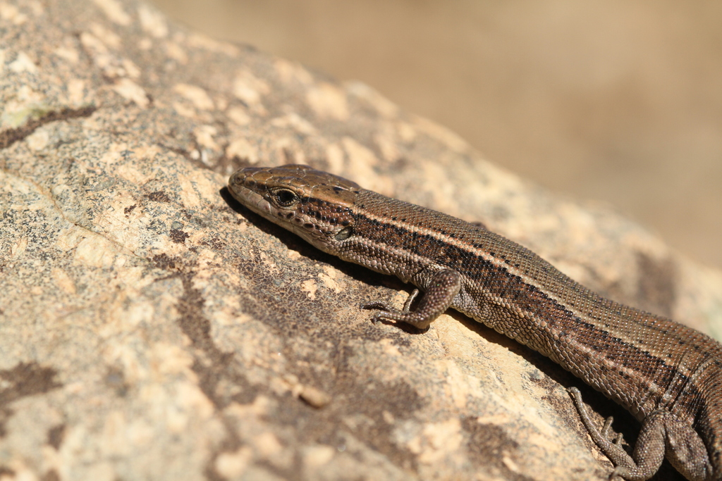 Andreansky's Lizard