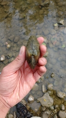 Strophitus undulatus