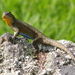 Northern Mesquite Lizard - Photo (c) Scott Loarie, some rights reserved (CC BY)
