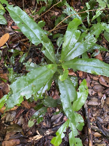Ixonanthes icosandra observed 2024-12-01