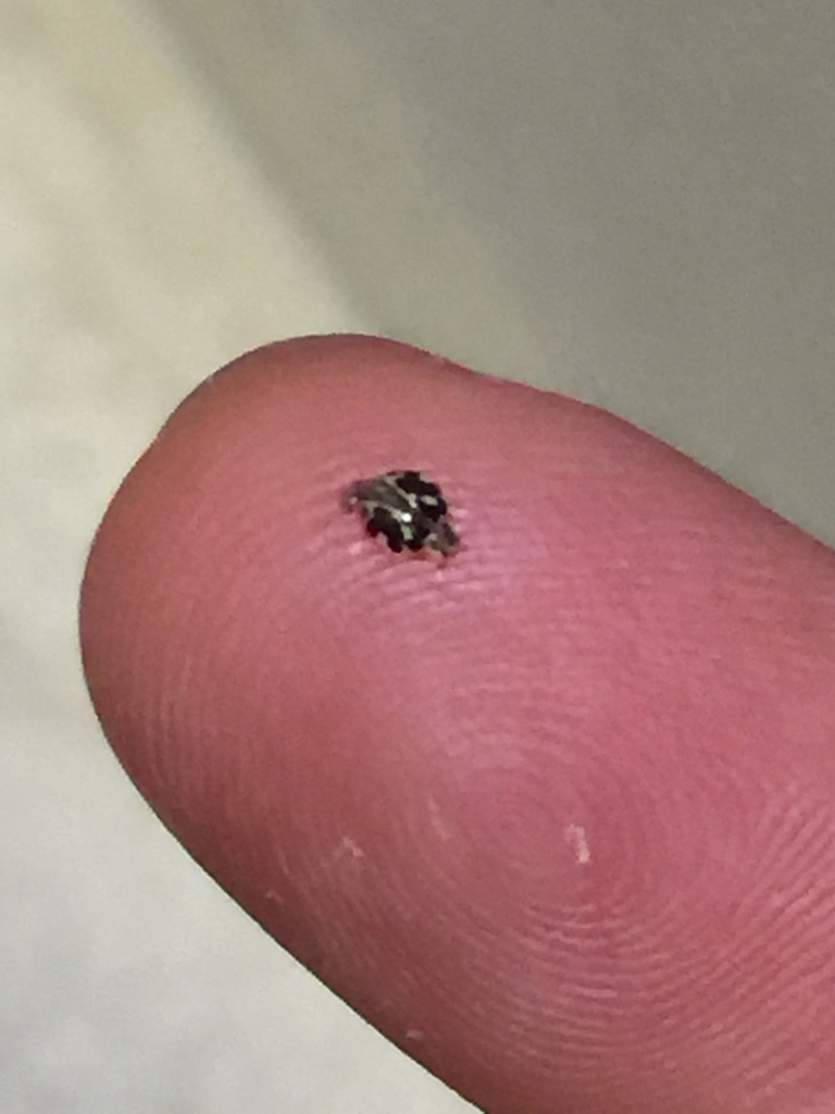 Twentyspotted Lady Beetle from 17244 SE Licorice Way, Renton, WA, US on August 13, 2016 at 11