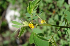 Senna uniflora