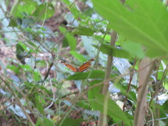 Eueides isabella eva