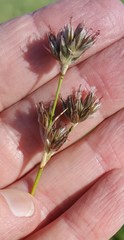Juncus longistylis