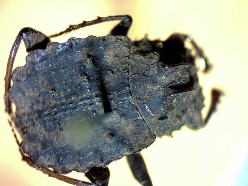 Amphistomus