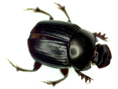 Onthophagus incornutus