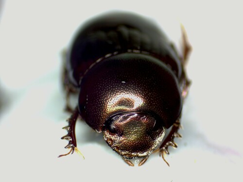 Onthophagus millamilla