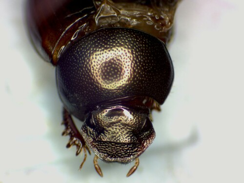 Onthophagus wilgi
