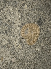 Crotalus oreganus concolor