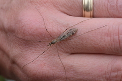 Tipula confusa