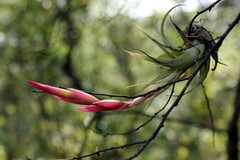 Tillandsia achyrostachys