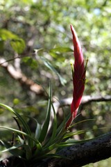 Tillandsia achyrostachys