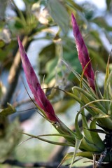Tillandsia achyrostachys