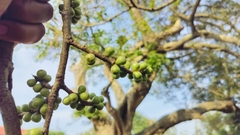 Broadleaf Fig (Ficus amplissima)
