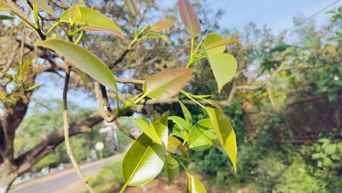 Image of Ficus amplissima by (c) Srinivasan Kasinathan, some rights reserved (CC BY)