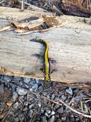 Ambystoma macrodactylum macrodactylum