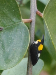 Enchophyllum quinquemaculatum