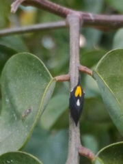 Enchophyllum quinquemaculatum