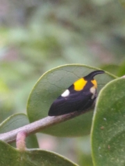 Enchophyllum quinquemaculatum