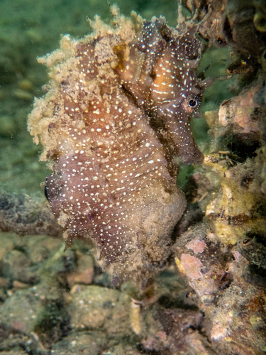 Long-snouted Seahorse