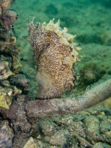 Long-snouted Seahorse