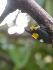 Enchophyllum quinquemaculatum