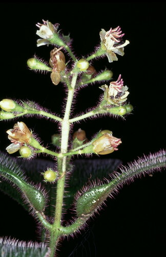Miconia aristata