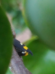 Enchophyllum quinquemaculatum
