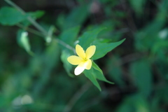 Haplophyton cimicidum
