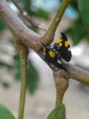 Enchophyllum quinquemaculatum