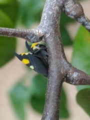 Enchophyllum quinquemaculatum