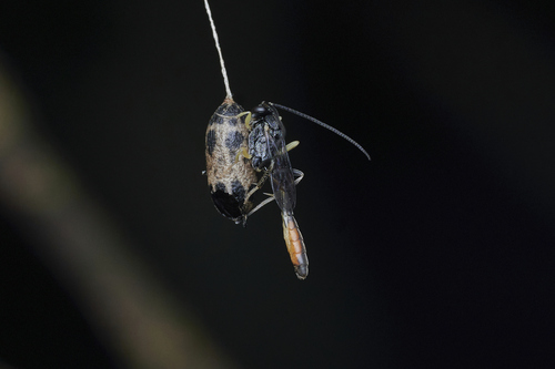 Charops brachypterus