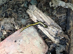 Ambystoma macrodactylum macrodactylum