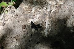 Calydna sturnula