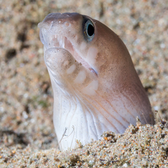 Narrowtail Moray photo 4