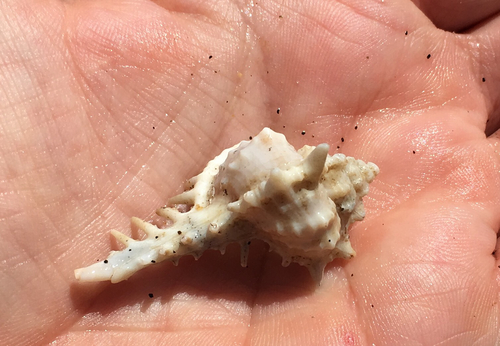 Murex recurvirostris recurvirostris, 2016-08-12