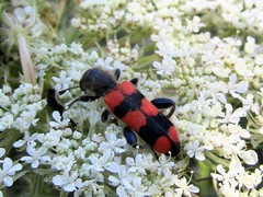 Trichodes crabroniformis