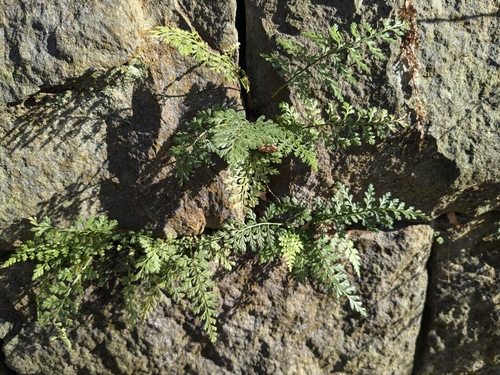 Asplenium anogrammoides (Asplenium anogrammoides)